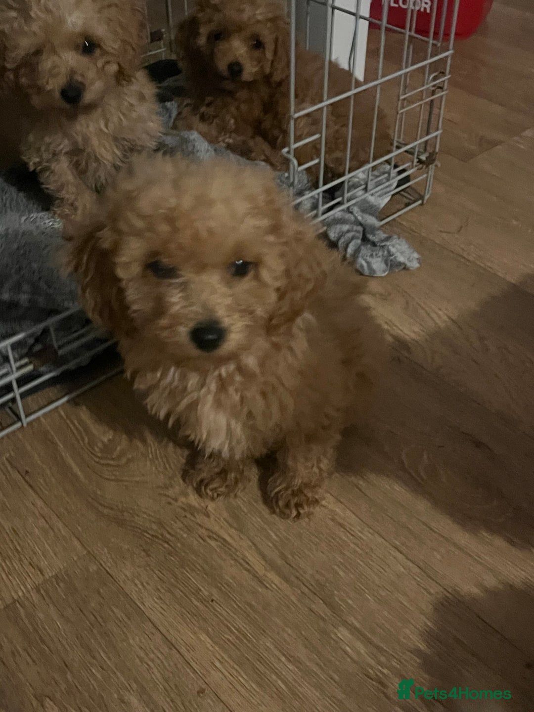 Cavapoo dogs for sale: F1b cavapoo puppies  - Image 3