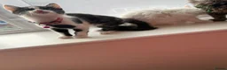 Mixed Breed cats for sale: Six Adorable Ragdoll X Norwegian Forest Kittens - Advert 16