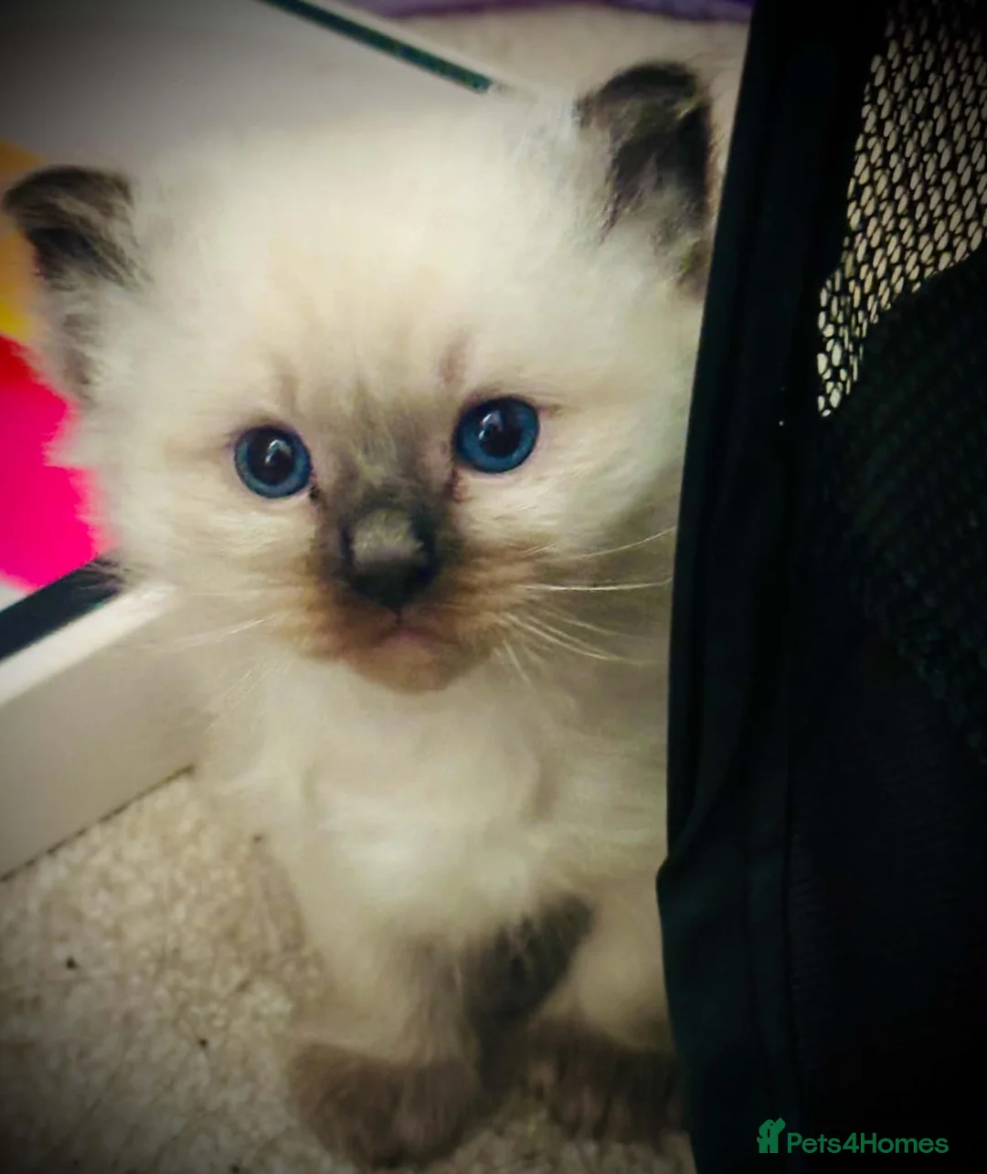 Ragdoll cats for sale: Gorgeous fluffy ragdoll kittens in Alloa - Advert 2