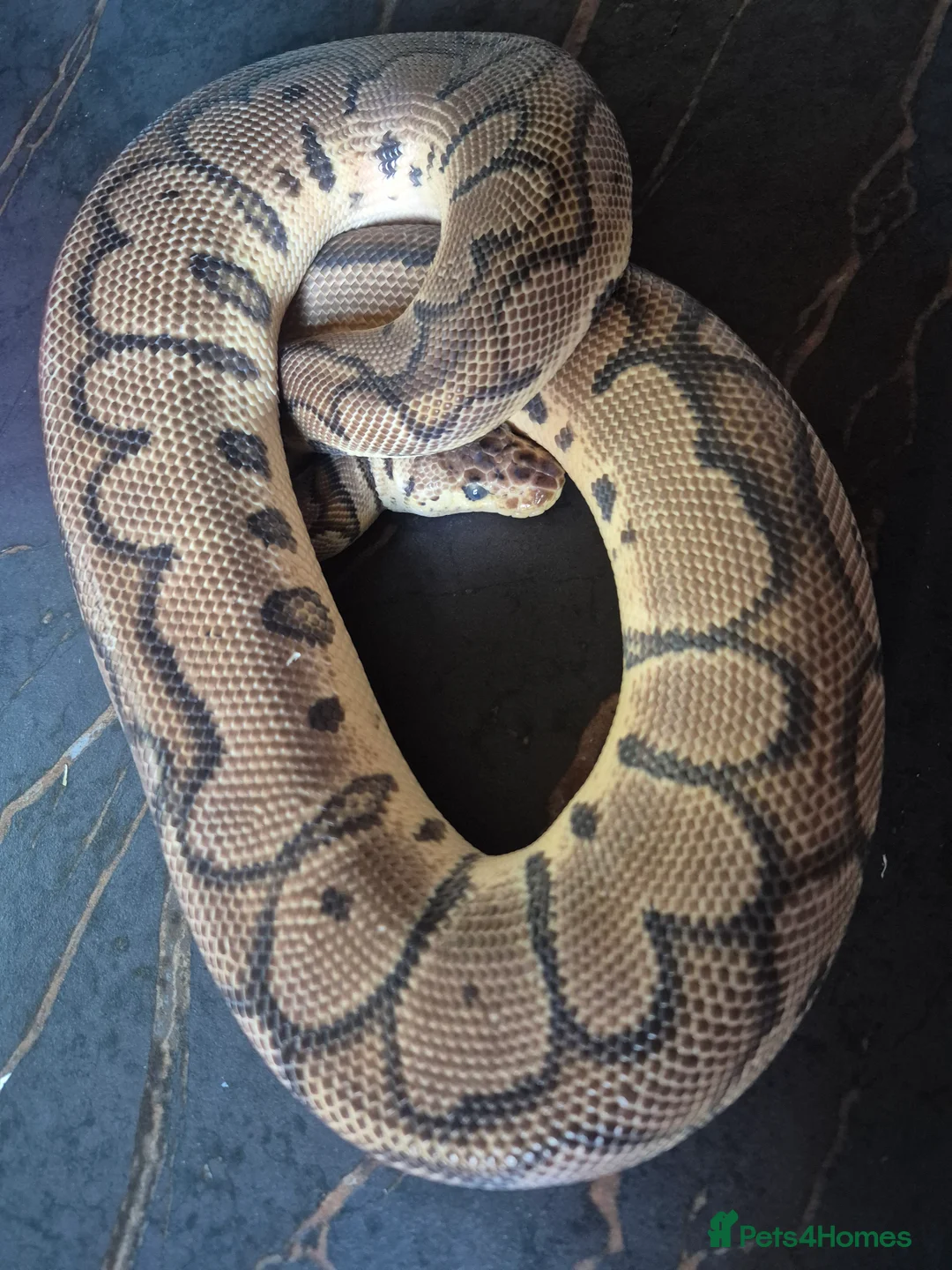 Python Snake reptiles for sale: Various ball pythons  - Advert 4