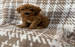 Cavapoo dogs for sale: Beautiful Fox 🦊 Red Cavapoos  - Image 6