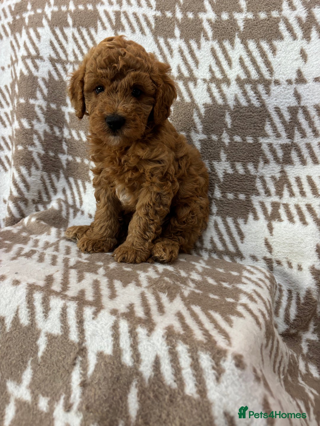 Cavapoo dogs for sale: Beautiful Fox 🦊 Red Cavapoos  - Image 6