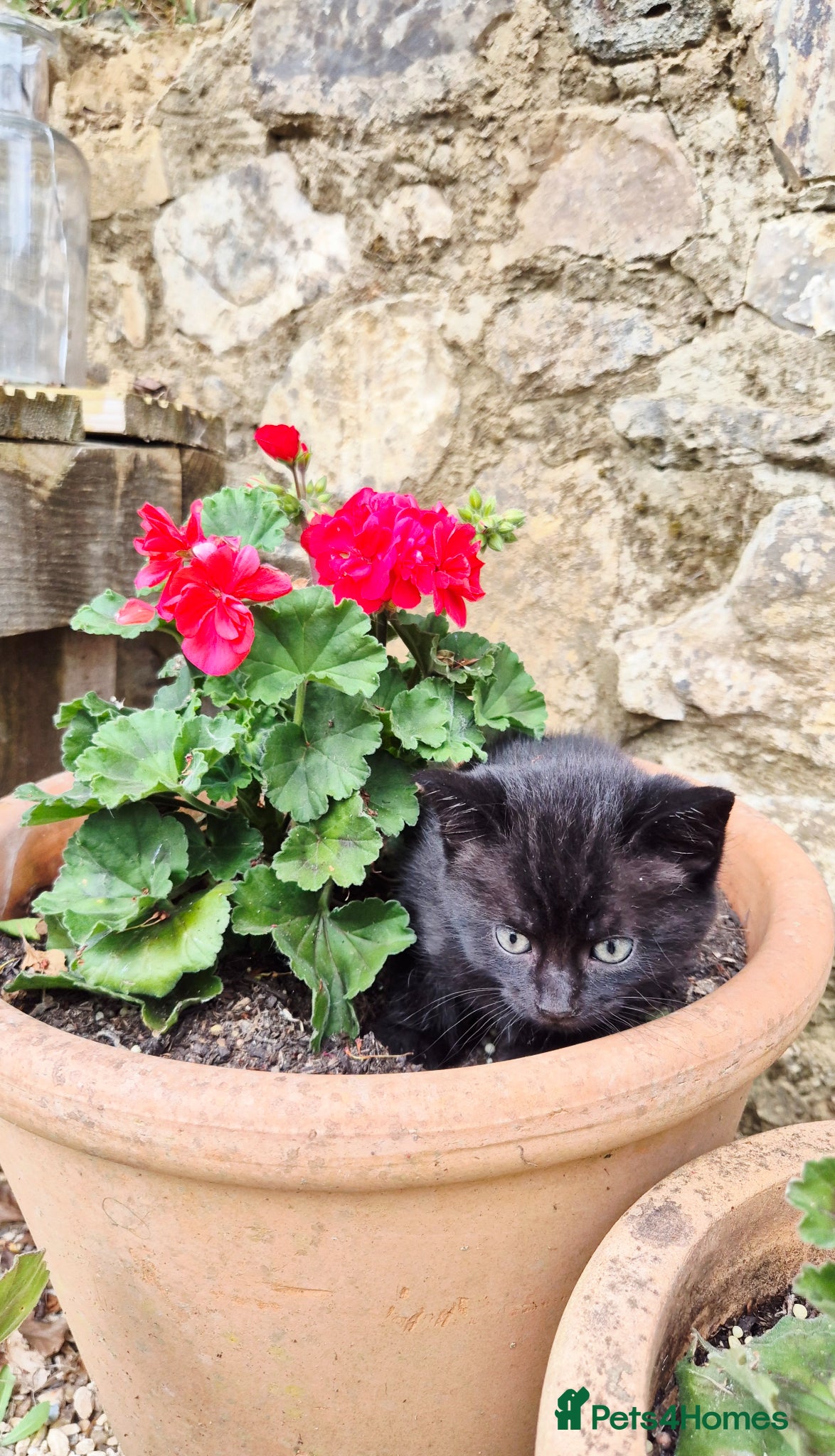Mixed Breed cats for sale: Gorgeous Kittens for sale - Advert 10