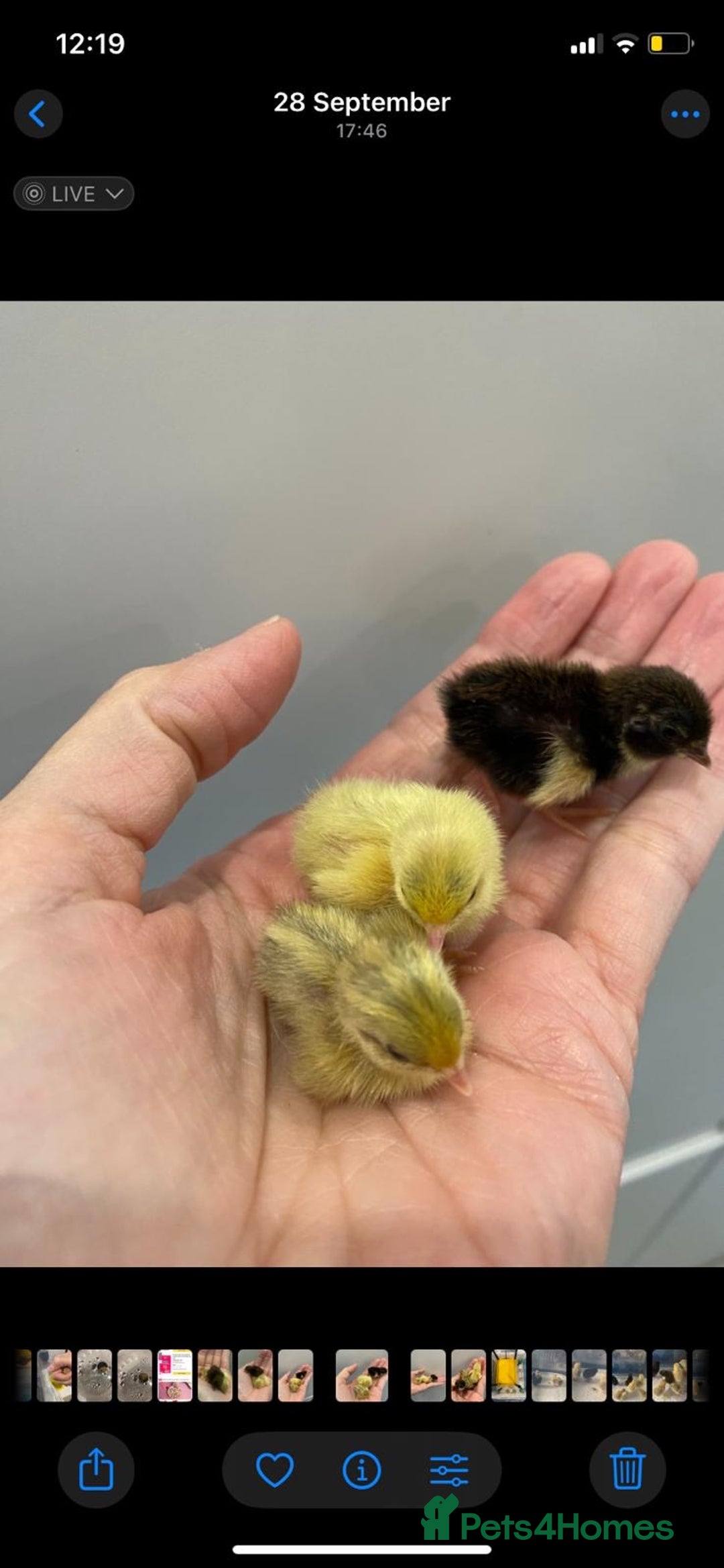 Quail poultry for sale: 4 quails mixed - Advert 2