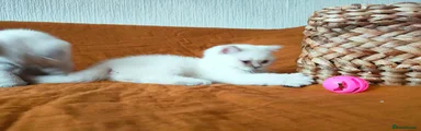 British Shorthair 2