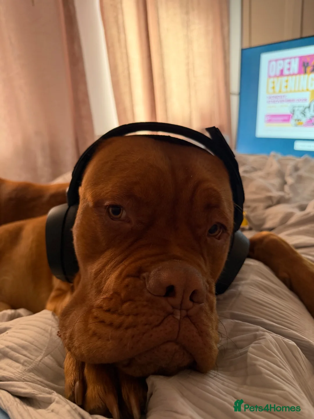 Dogue De Bordeaux dogs for sale: Bronson  - Advert 2