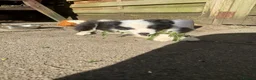 Border Collie dogs for sale: 4 Border Collie puppies in Wigan - Advert 4