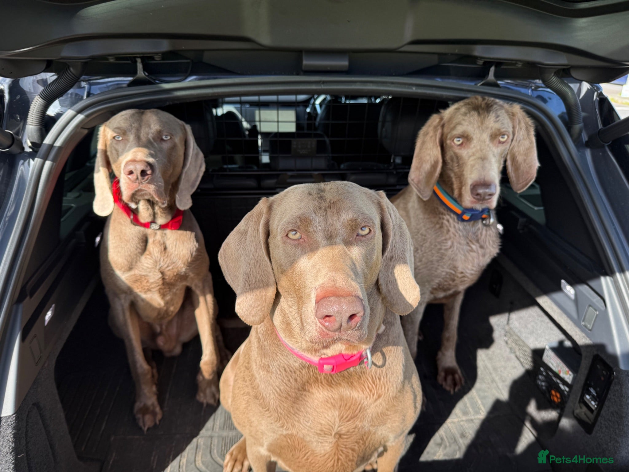 Weimaraner dogs Weimaraner puppies KC registered - Advert 1