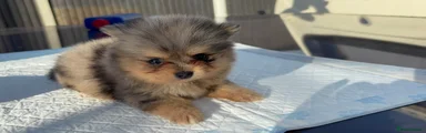 Pomeranian 3