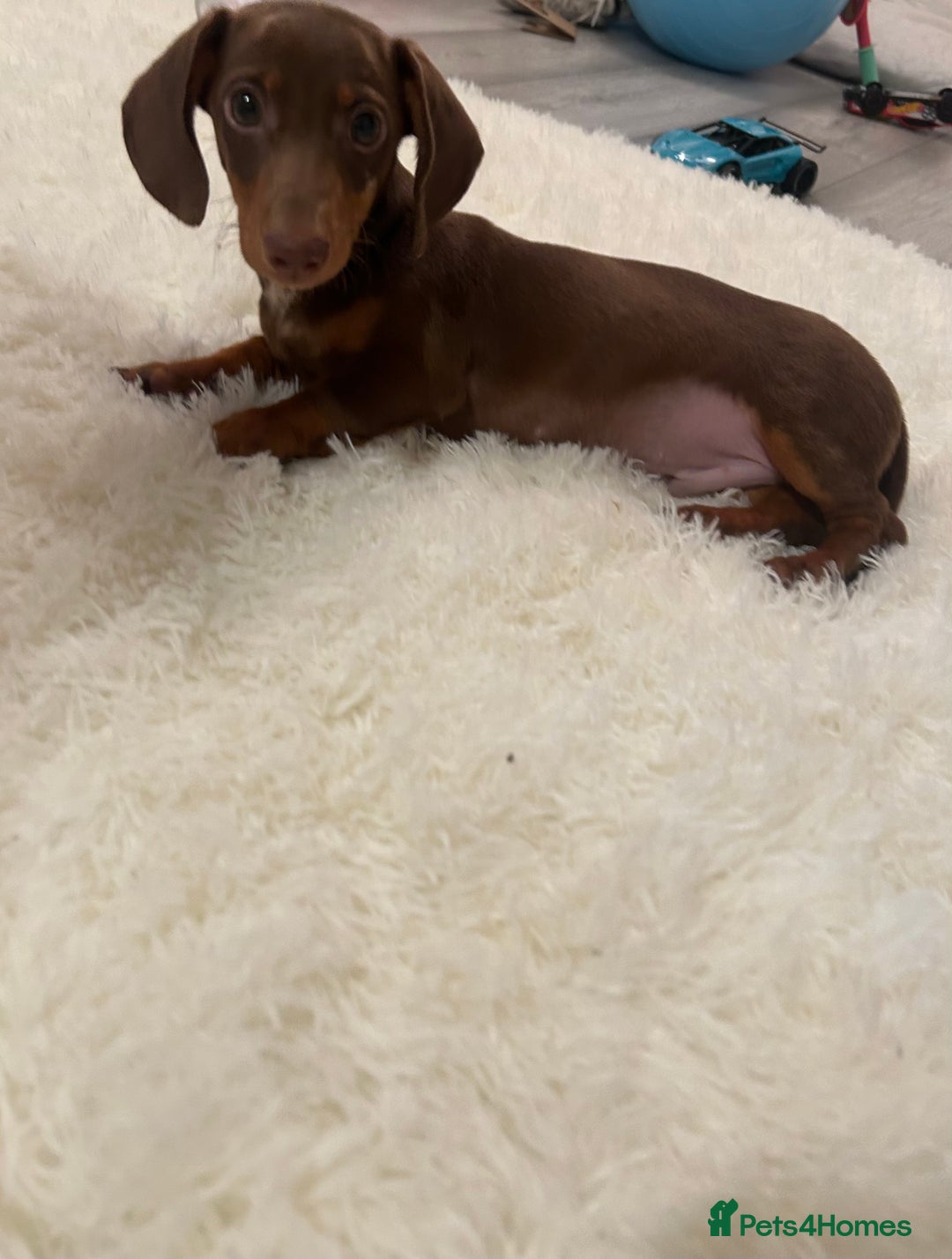 Miniature Dachshund dogs for sale: My name is rolo - Image 3