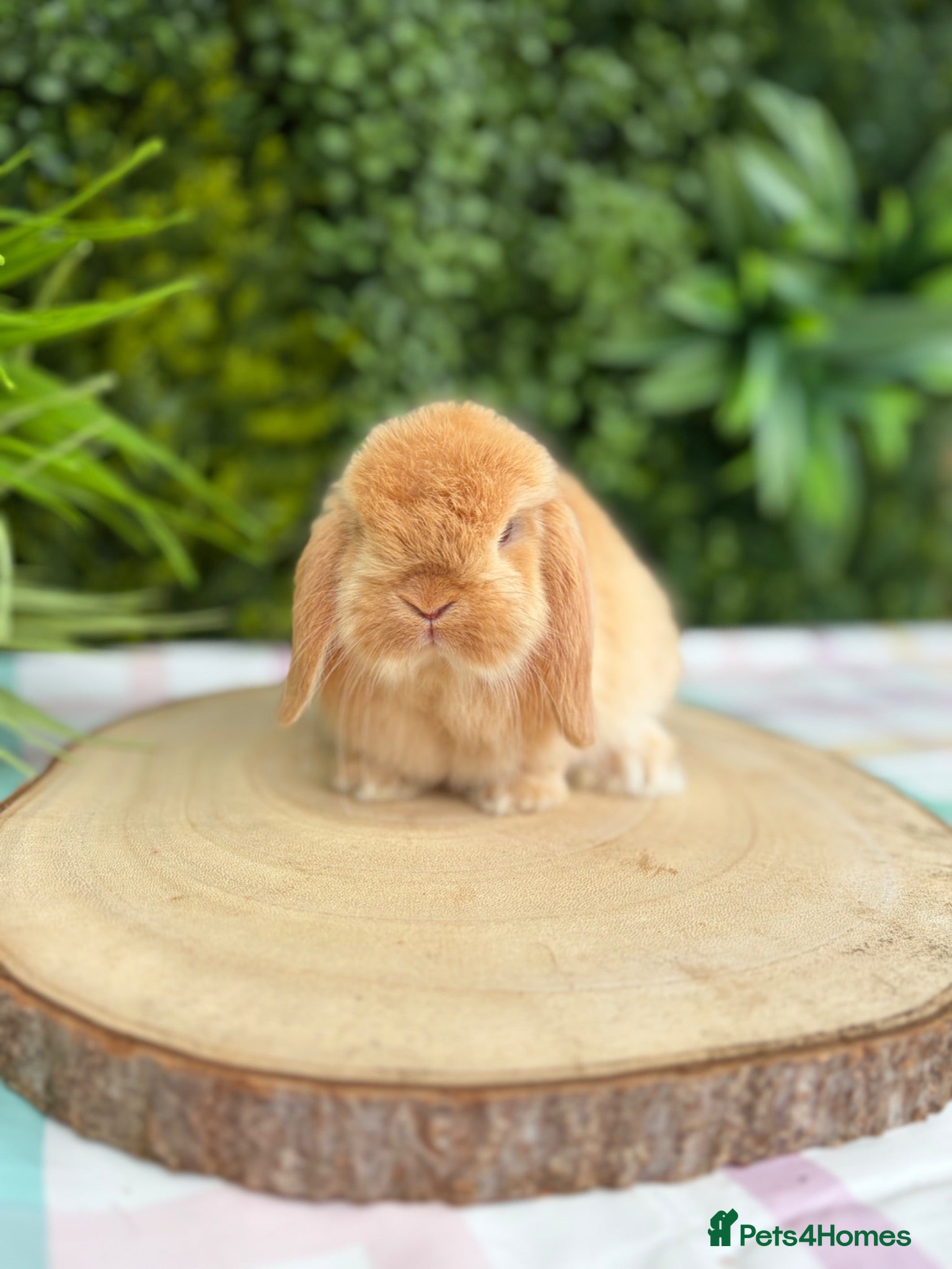 Mini Lop rabbits Friendly Mini Lops - Advert 1