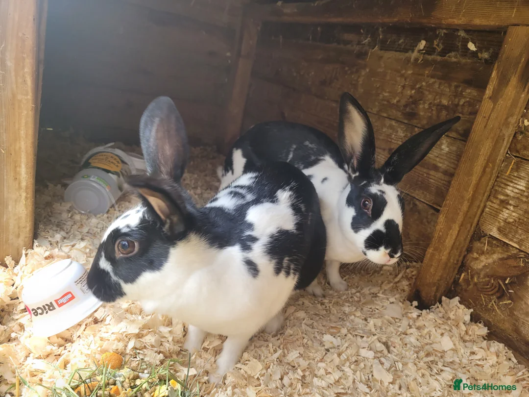 Belgian Hares rabbits for sale: 'Wren & Ruby' unique pair of female Belgian Hares - Advert 1