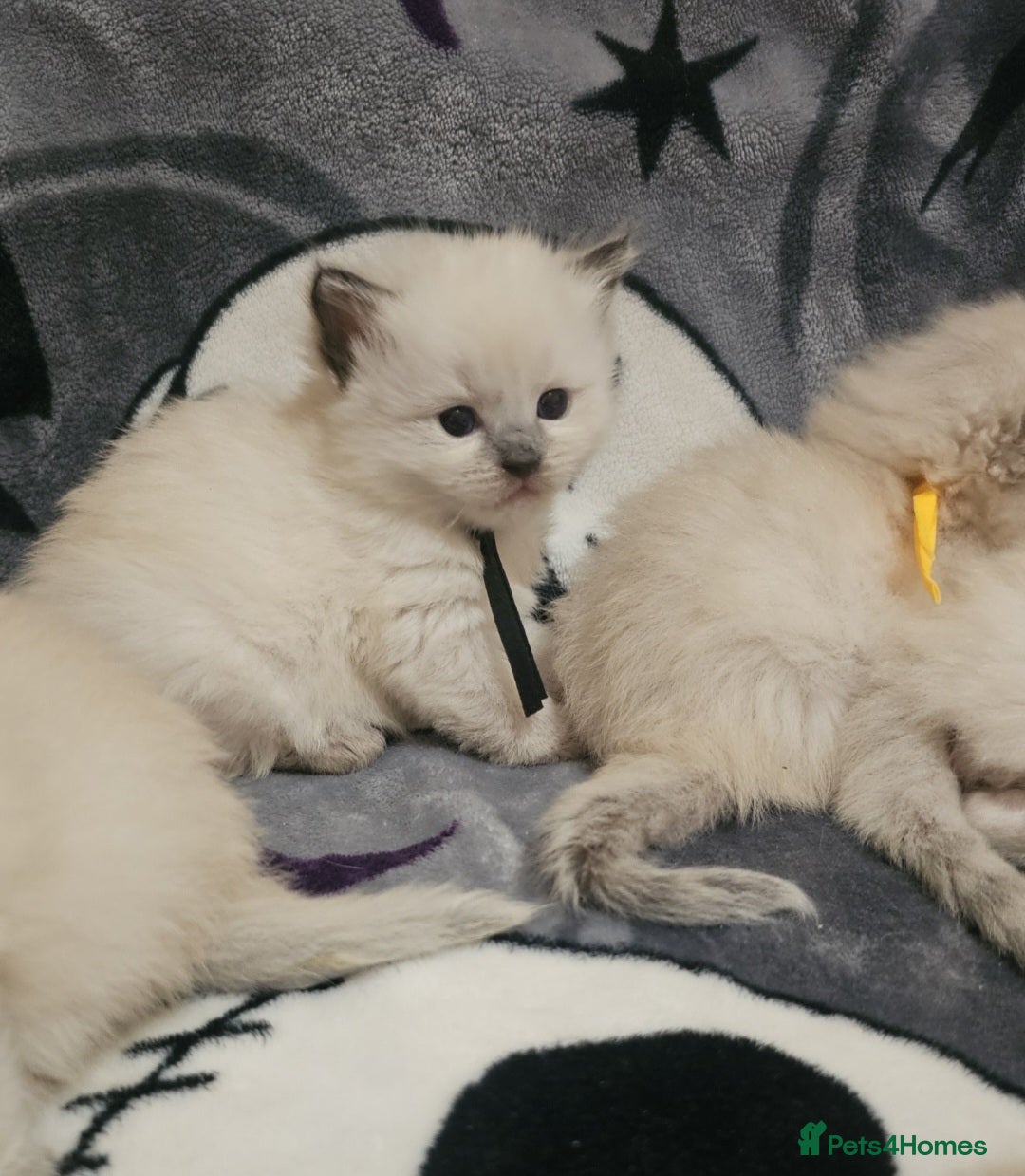 Ragdoll cats for sale: 5 Beautiful Ragdoll kittens for sale 💞 - Advert 10