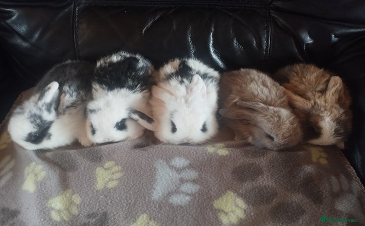 Mini Lop rabbits in Market Drayton - Advert 2