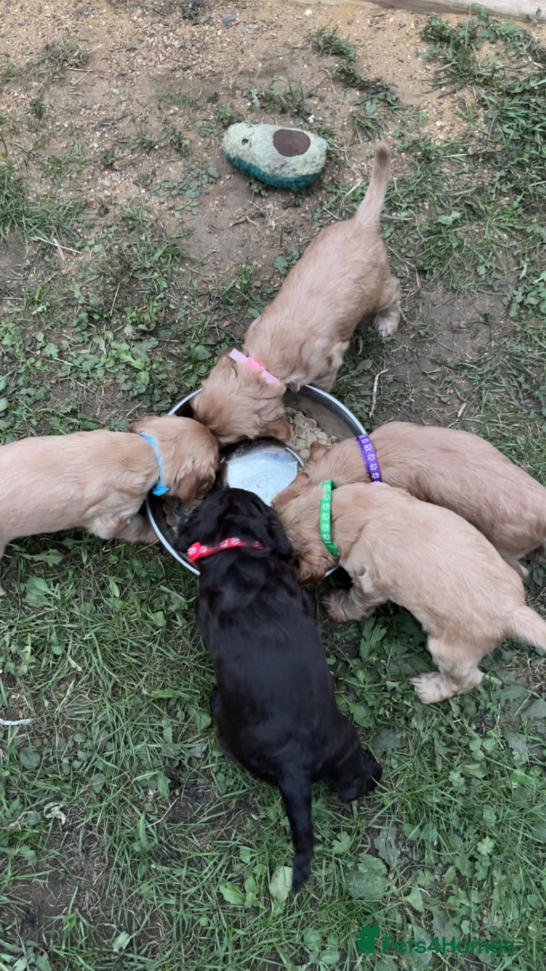 Cocker Spaniel dogs for sale: Cocker Spaniel puppies - Image 7