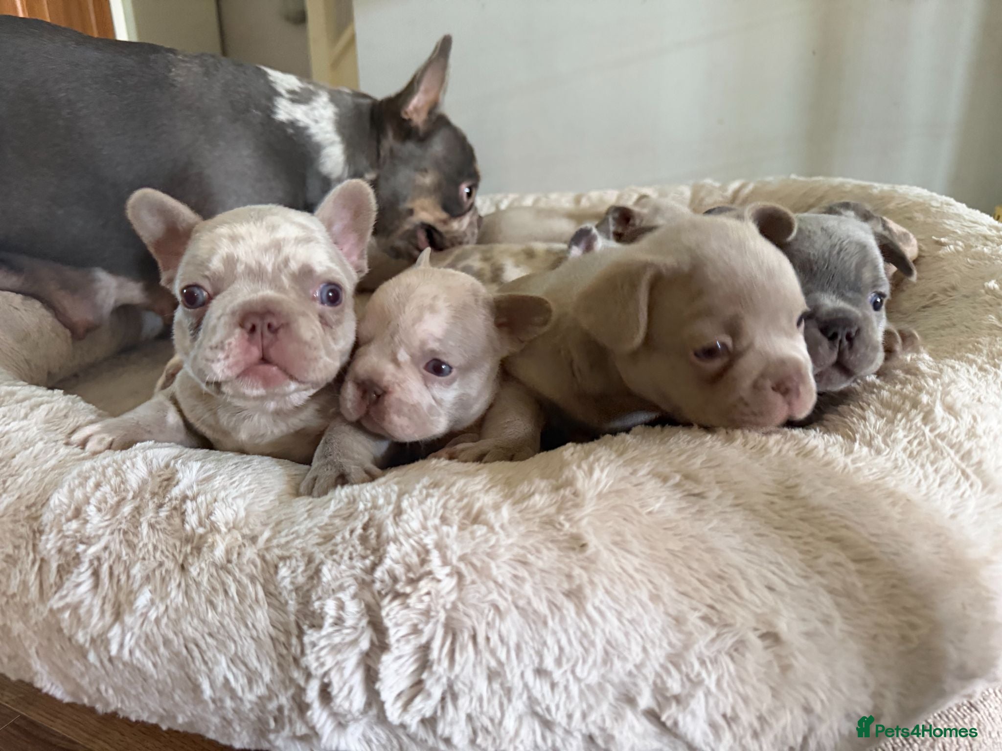 French Bulldog dogs 5 weeks old french bulldog puppies for sale - Advert 2