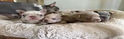 French Bulldog dogs for sale: 5 weeks old french bulldog puppies for sale - Advert 2