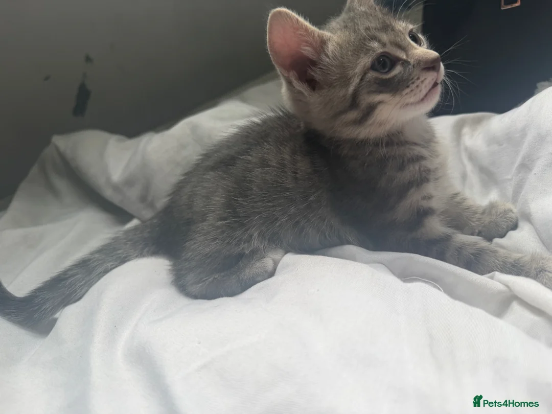 Bengal cats for sale: Beautiful Bengal X kittens - Advert 5