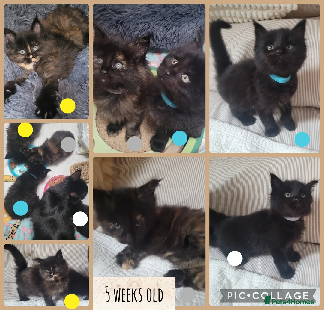 Maine Coon cats for sale: 🐾🐈‍⬛GORGEOUS 6 WEEK OLD MAINE COON KITTENS🐈‍⬛🐾 - Advert 13