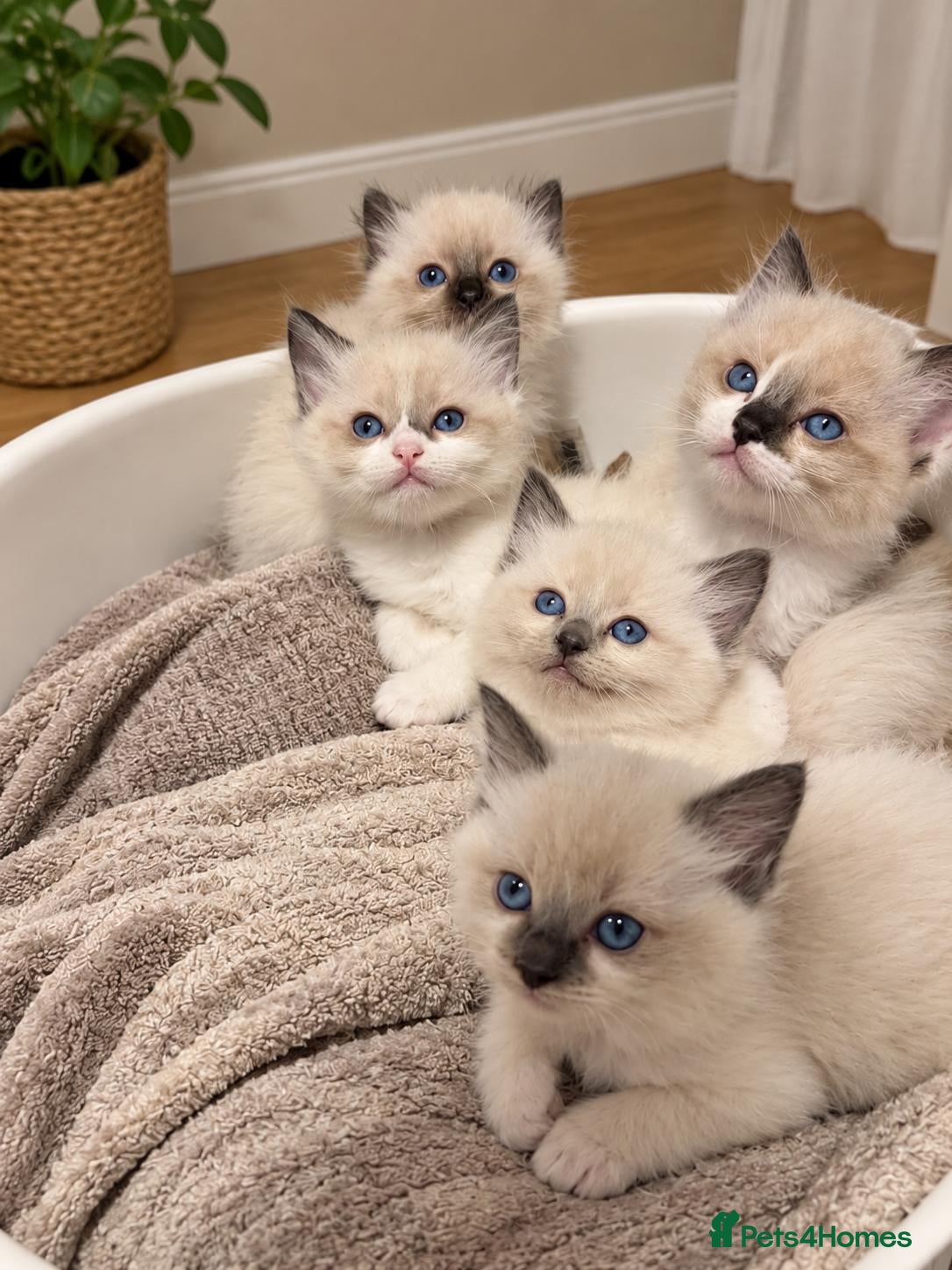 Ragdoll cats 5 Ragdoll kittens for sale. 6 weeks old.  - Advert 1
