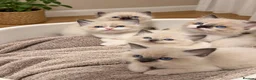 Ragdoll cats for sale: 5 Ragdoll kittens for sale. 6 weeks old.  - Advert 1