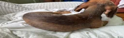 Mixed Breed dogs for sale: 3/4 dauschund 1/4 yorkie pups  - Advert 15