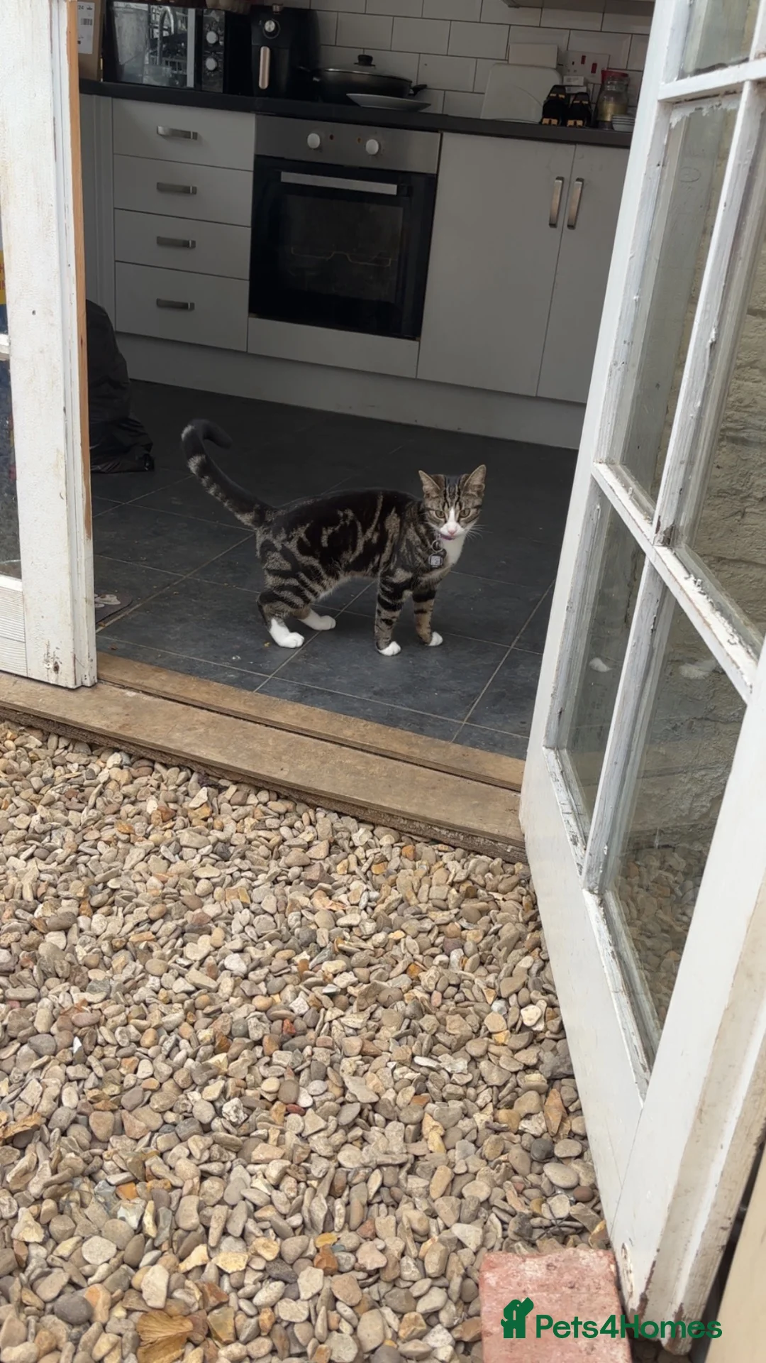 British Shorthair cats for sale: 1year old therapy kitty looking for forever home - Advert 2