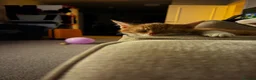 Mixed Breed cats for sale: 2 male ginger kittens looking for forever homes  - Advert 2