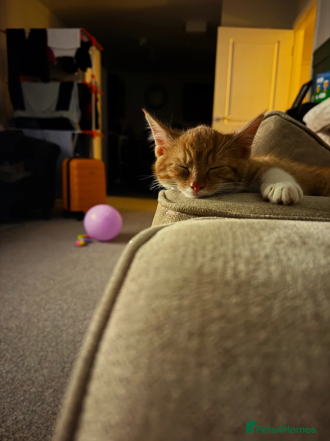 Mixed Breed cats for sale: 2 male ginger kittens looking for forever homes  - Advert 2