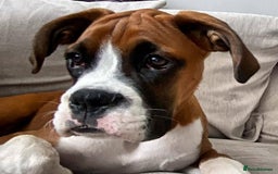 Boxer dogs for sale: Boxer boy needs new home - Advert 2