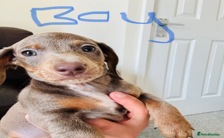 Dachshund dogs - Advert 10