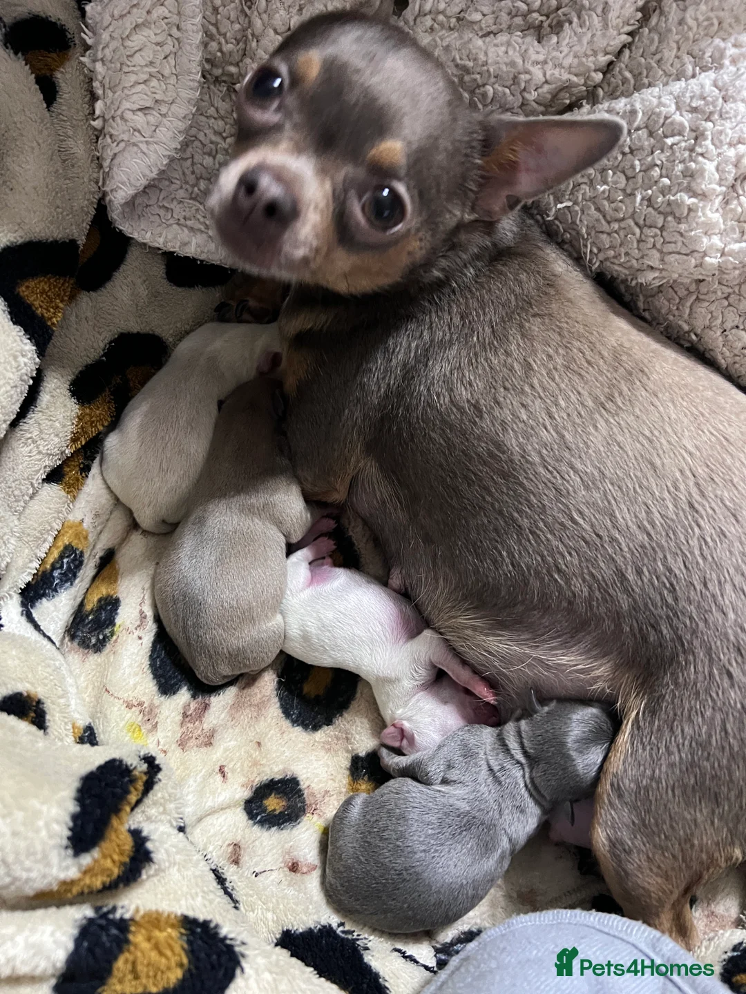 Chihuahua dogs for sale: Short coat chihuahuas available 🐾💓🐶 - Advert 7