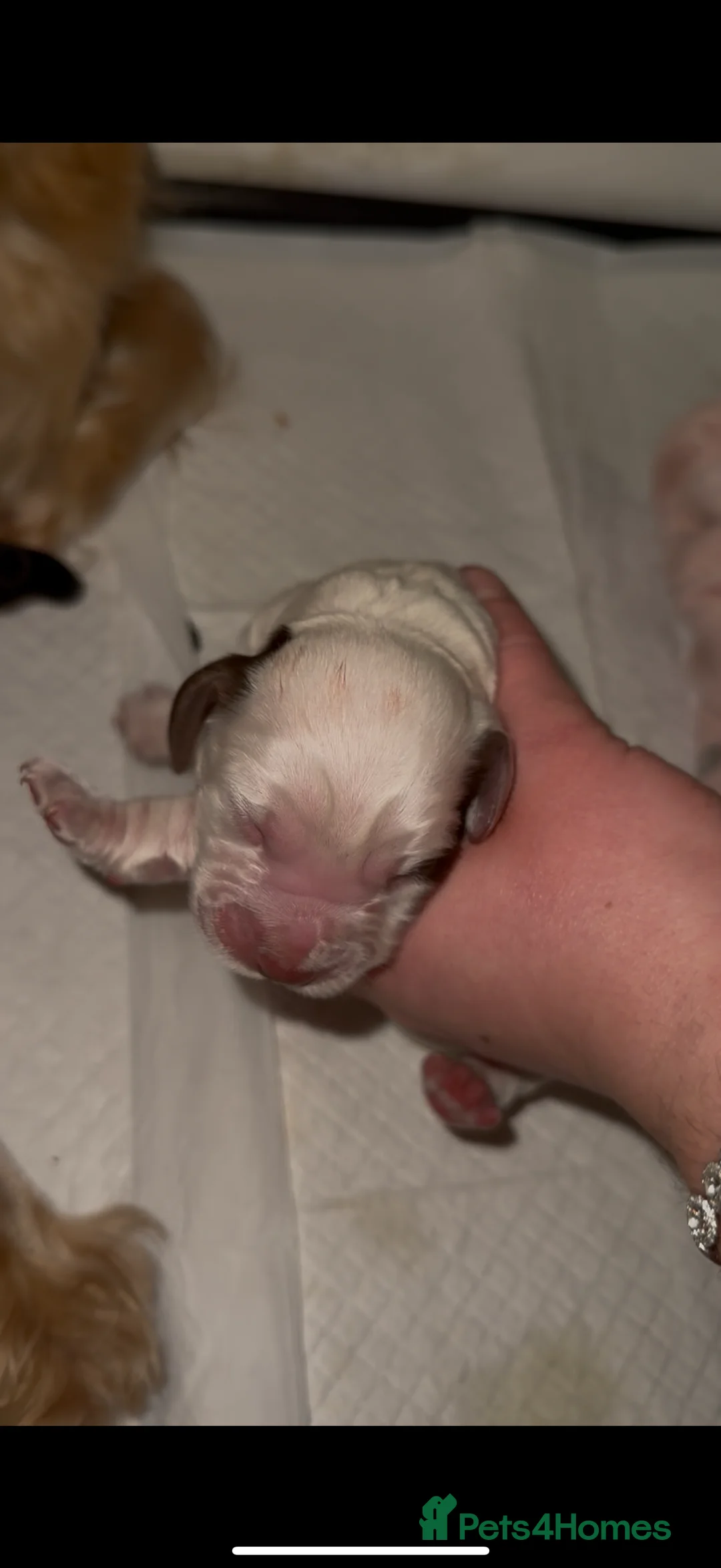 Cocker Spaniel dogs for sale: 5 working cocker spaniel pups  - Advert 5