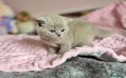 British Shorthair cats for sale: 🇬🇧BSH LILAC & BLUE BOYS 👀4🏠 🥰 GCCF REG  - Image 2