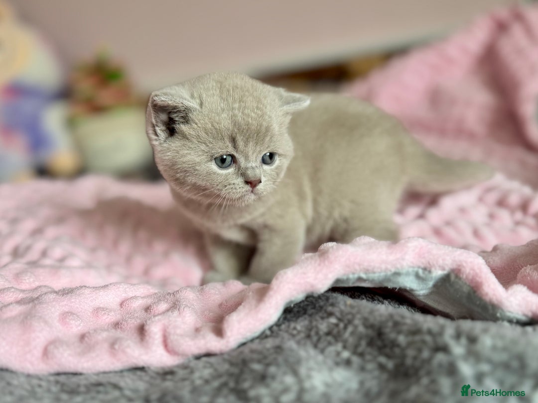 British Shorthair cats for sale: 🇬🇧BSH LILAC & BLUE BOYS 👀4🏠 🥰 GCCF REG  - Image 2