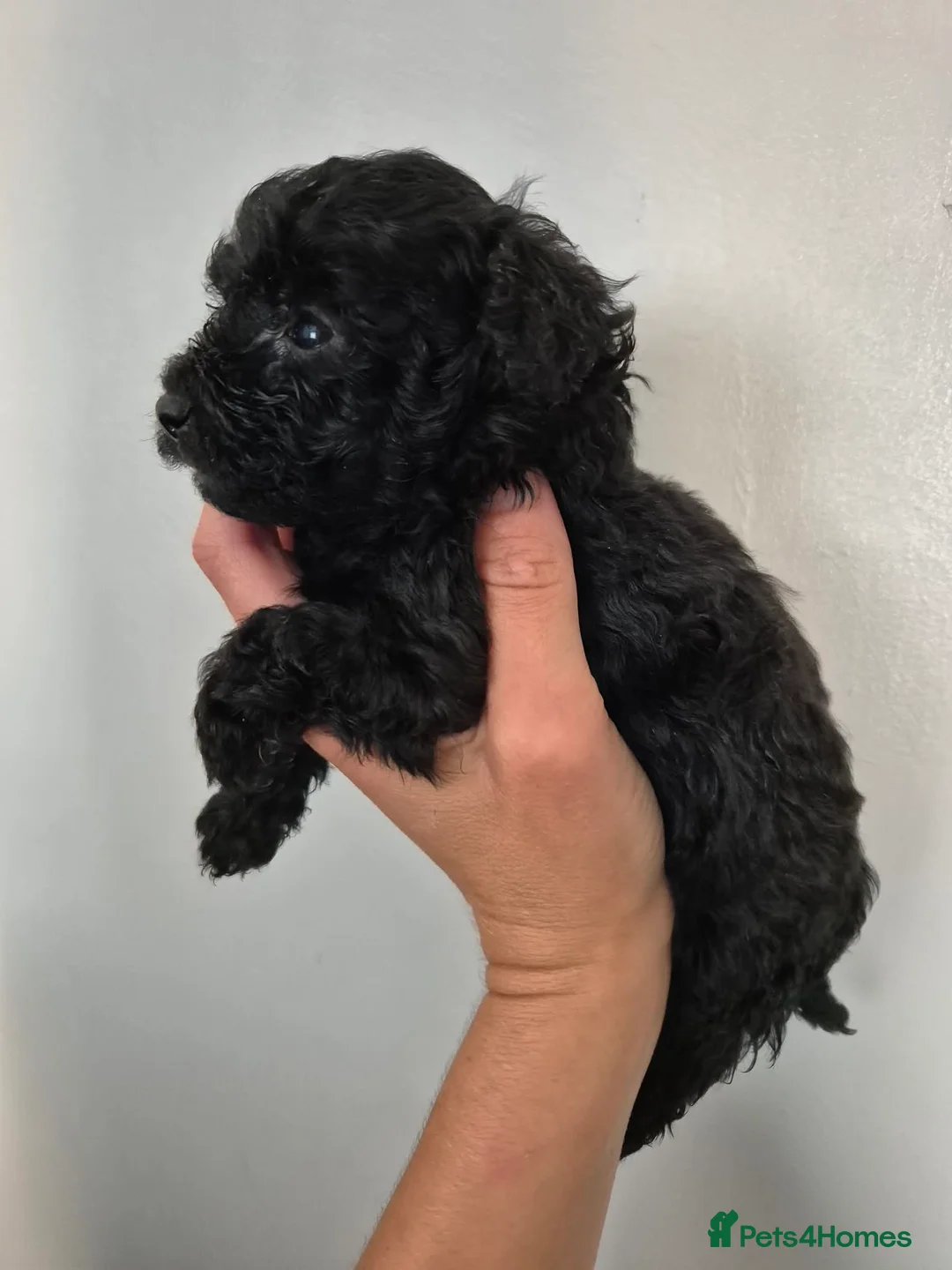 Toy Poodle dogs for sale: Toy puddle puppies  in Tadcaster - Advert 11
