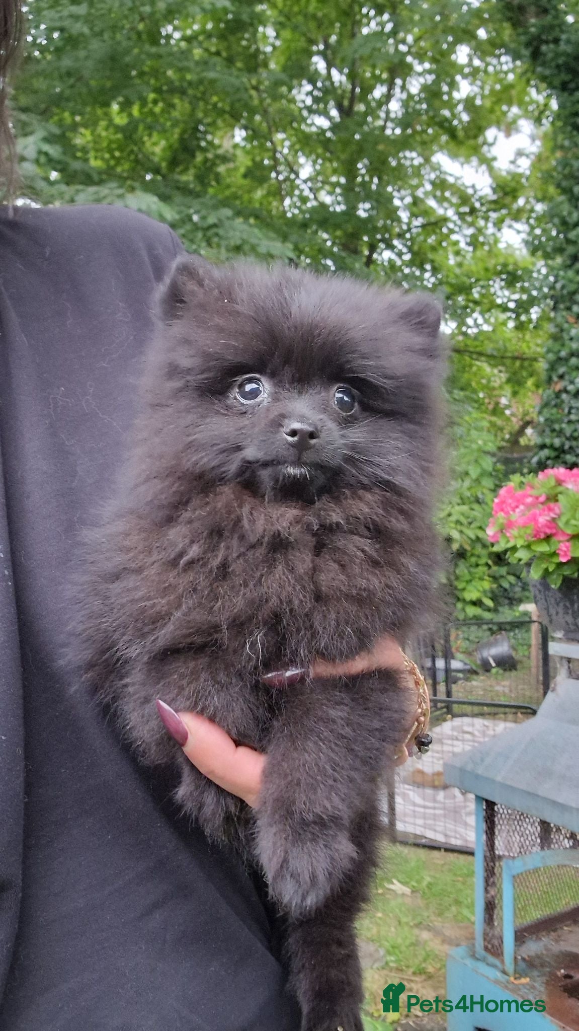Pomeranian dogs Cute Pomeranian boys, amazing colour - Advert 1