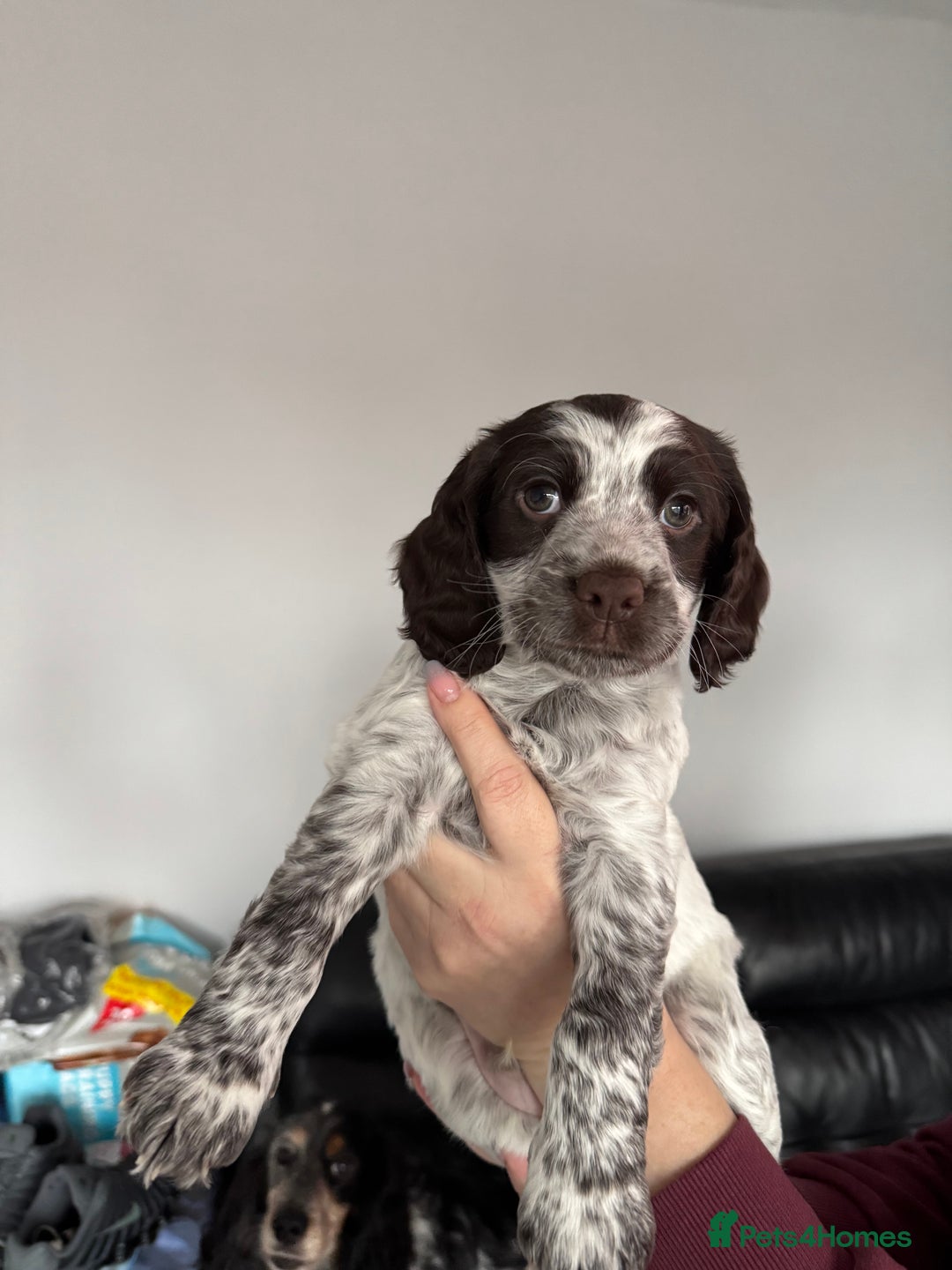 Cocker Spaniel dogs for sale: Cocker spaniel Puppies  - Advert 4