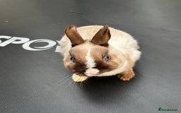 Netherland Dwarf rabbits for sale: Female and male rabbits - Image 8