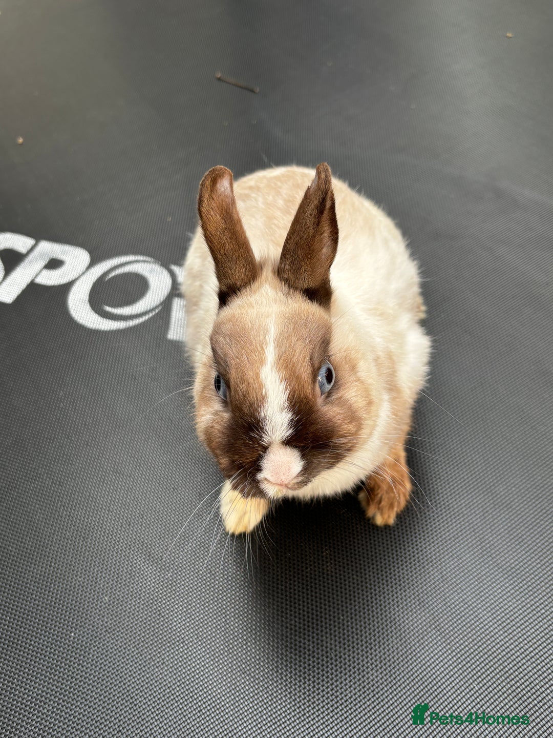 Netherland Dwarf rabbits for sale: Female and male rabbits - Image 8
