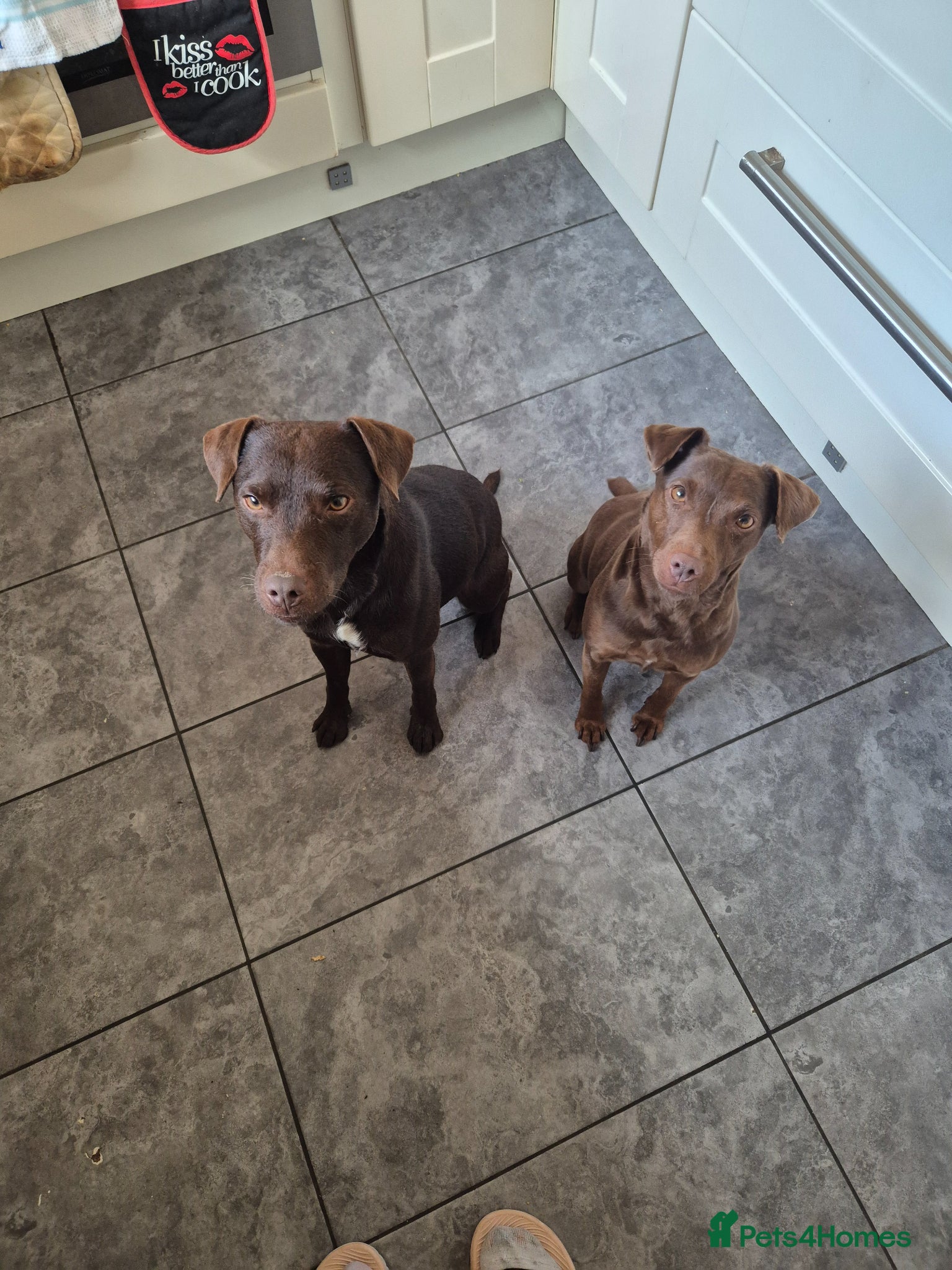 Patterdale Terrier dogs for stud: Ernie chocalate patterdale - Advert 4