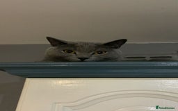 British Shorthair cats for sale: British shorthair x Russian blue male cats age 1 - Advert 4