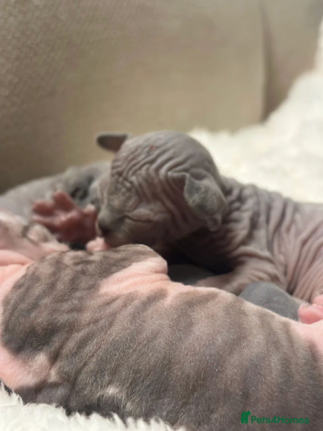 Sphynx cats for sale: Beautiful sphynx kittens from a mum and dad home - Advert 26