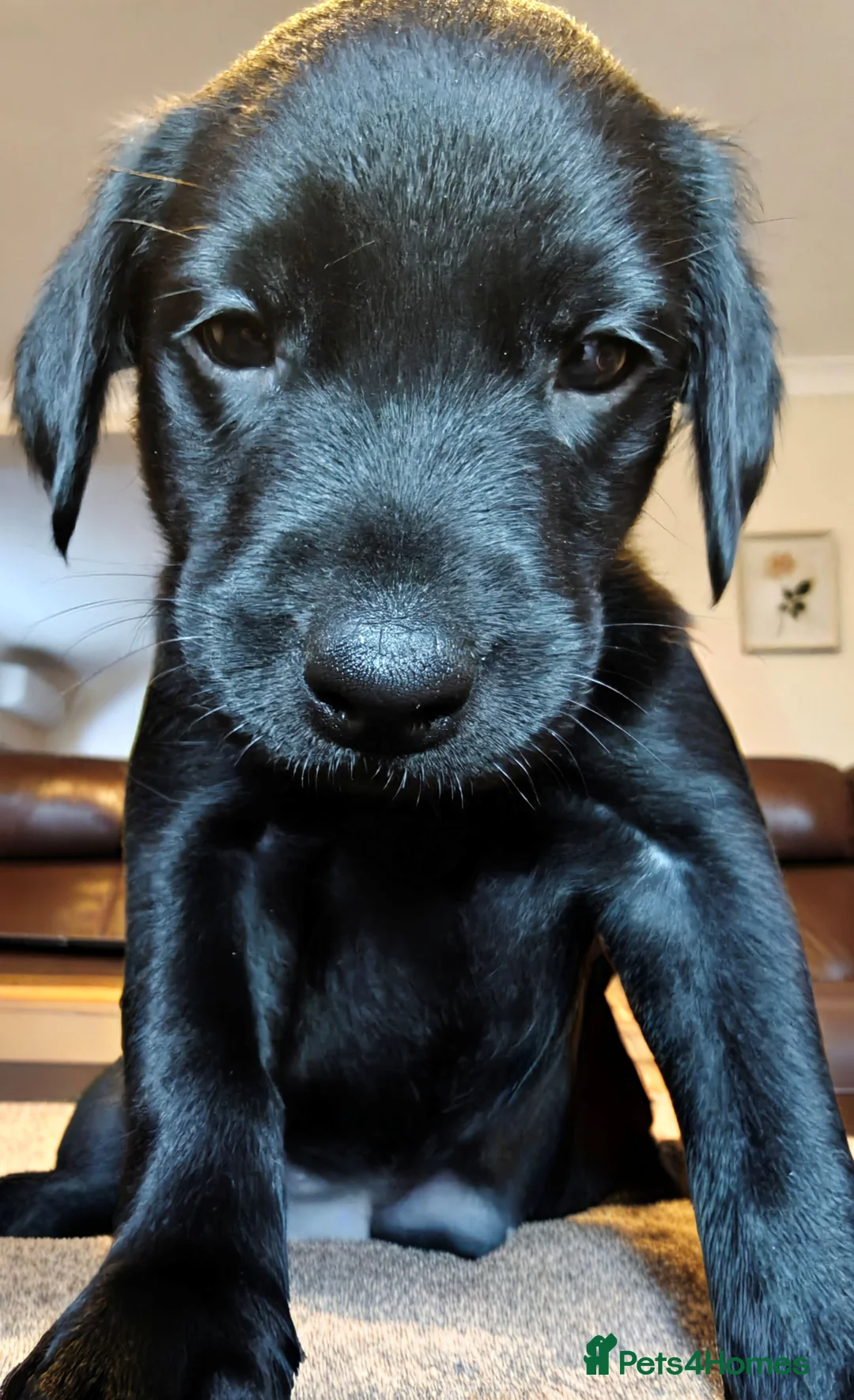 Labrador Retriever dogs for sale: KC Reg 5 star licence only 3 puppies available  - Advert 2