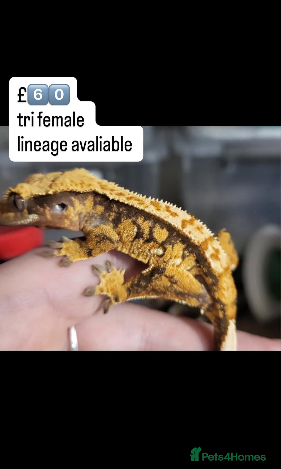 Gecko reptiles for sale: BEAUTIFUL CRESTED GECKOS   in Chigwell - Image 12