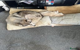 Siberian Husky dogs for sale: Husky Puppies  - Image 26