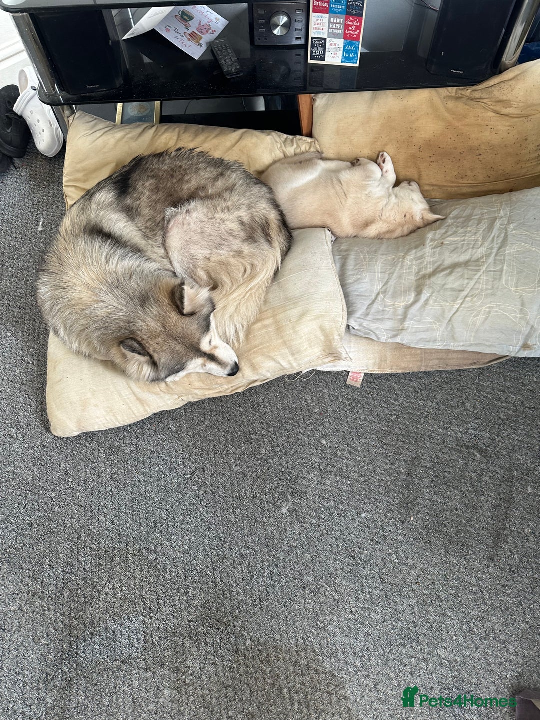 Siberian Husky dogs for sale: Husky Puppies  - Image 26