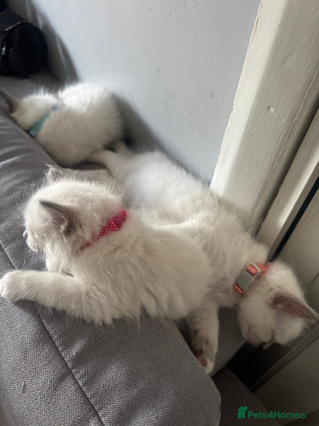 Ragdoll cats for sale: 3 Female Purebred Ragdoll Kittens - Image 4