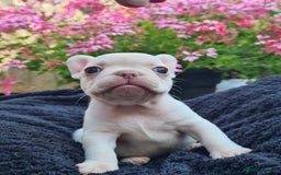 French Bulldog dogs for sale: Big Perm, fluffy and furnished frenchies  - Image 25