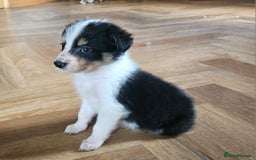 Border Collie dogs for sale: Beautiful border collies  - Image 2